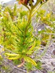 Heliotropium linariifolium