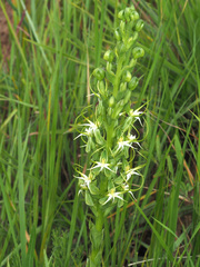 Habenaria cornuta