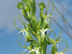Habenaria cornuta