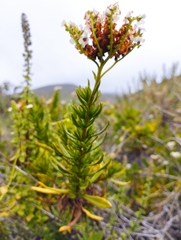 Heliotropium linariifolium