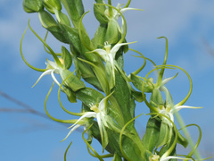 Habenaria cornuta