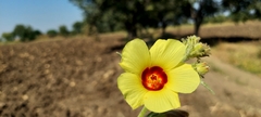 Hibiscus panduriformis