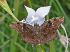 Eretis umbra umbra