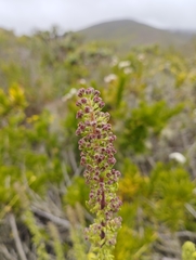 Ophryosporus triangularis