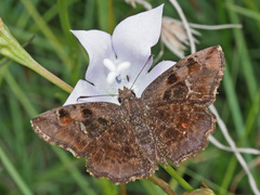 Eretis umbra umbra