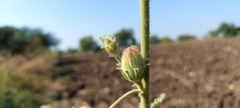 Hibiscus panduriformis