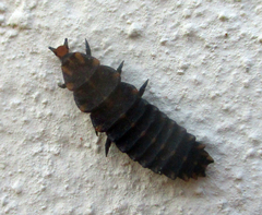 Lycidae