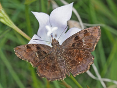 Eretis umbra umbra