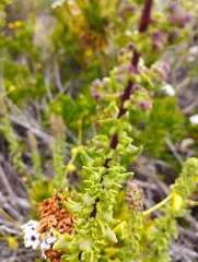 Ophryosporus triangularis