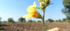 Hibiscus panduriformis