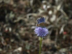 Plebejus