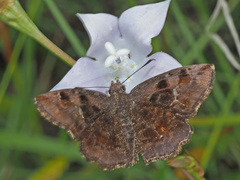 Eretis umbra umbra