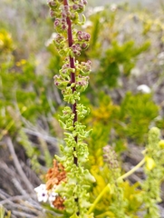 Ophryosporus triangularis