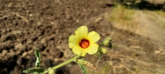 Hibiscus panduriformis