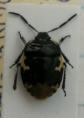 Tritomegas bicolor