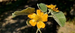 Abutilon pannosum