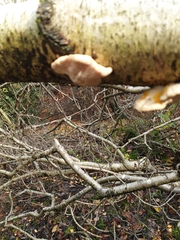 Fomitopsis betulina