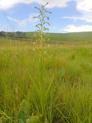 Habenaria humilior