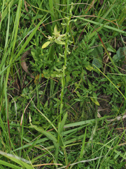 Habenaria filicornis