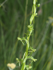 Habenaria filicornis