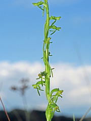 Habenaria filicornis