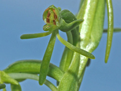Habenaria filicornis