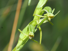 Habenaria filicornis
