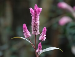 Celosia spicata