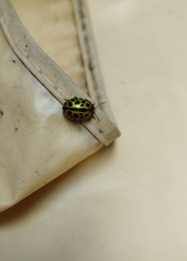 Calligrapha polyspila