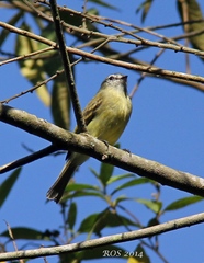 Phyllomyias fasciatus