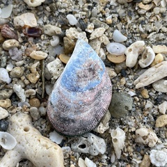 Septifer bilocularis