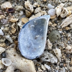 Septifer bilocularis