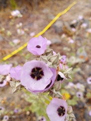Sphaeralcea obtusiloba