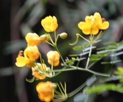 Senna bicapsularis