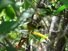 Geothlypis flavovelata