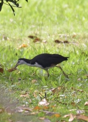 Amaurornis
