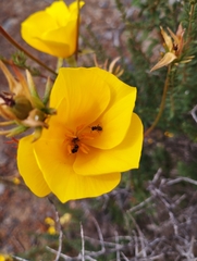 Balbisia peduncularis
