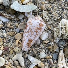 Conus omaria