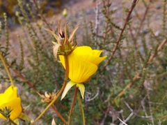 Balbisia peduncularis