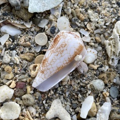 Conus omaria
