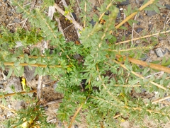 Balbisia peduncularis
