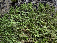 Frullania dilatata