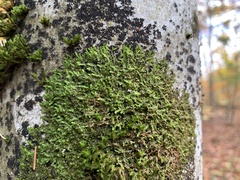 Frullania dilatata
