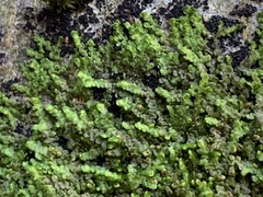 Frullania dilatata