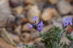 Lavandula multifida image