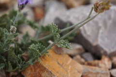 Lavandula multifida image