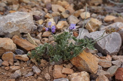 Lavandula multifida image