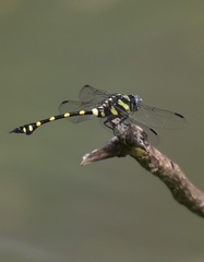 Ictinogomphus