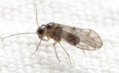 Peripsocus madidus