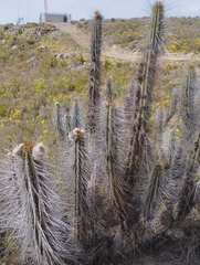 Eulychnia breviflora